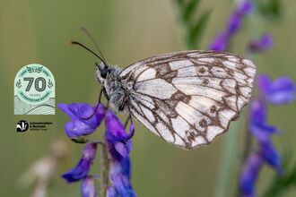 Marbled white 