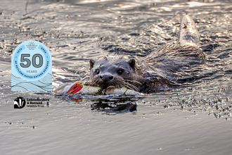 Otter swimming with fish 