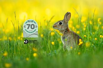 Rabbit - Jon Hawkins