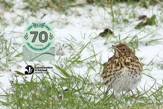 Song Thrush - Vaughn Matthews