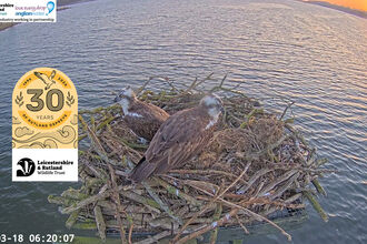 Osprey Webcam 30 years