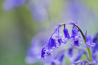 Josh Raper -bluebells - Josh Raper / Conservation Media