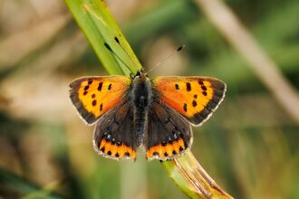 Small Copper Butterfly with wings out on grass