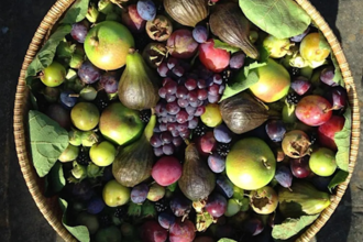 Autumnal Fruits Photo credit: Chris Stoate