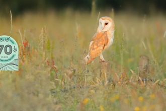 Barn Owl 1
