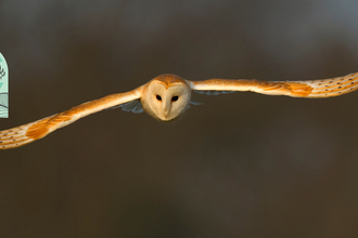 Barn Owl 2