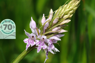 Common Spotted Orchid 