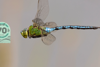 Emporer - Jon Hawkins