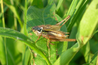 Grassland Photo credit: Chris Stoate
