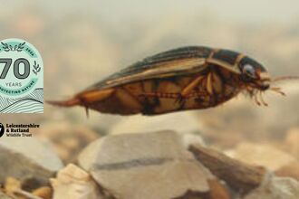Great Diving Beetle Dytiscus marginalis (c) Tim Sexton