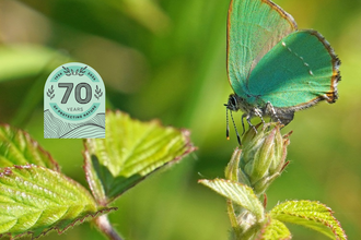 Green Hair Streak  LRWT