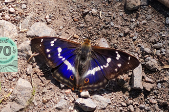 Purple Emporer - Andy Neilson