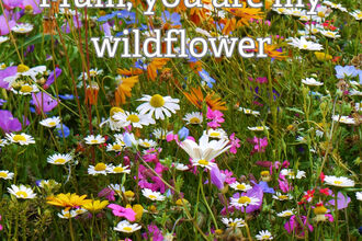 Wildflower meadow - The Wildlife Trusts