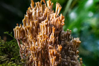 Volunteer newsletter cover Dec 2025