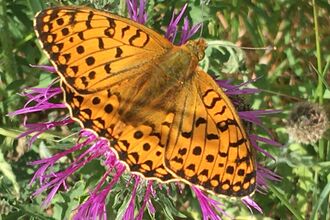 Dark green fritillary credit to Anthony Biddle