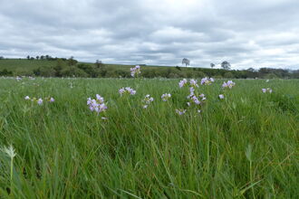 Volunteer Newsletter June 2025