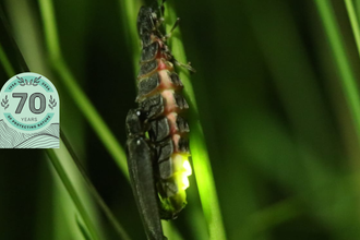 Glow Worm Tim Sexton