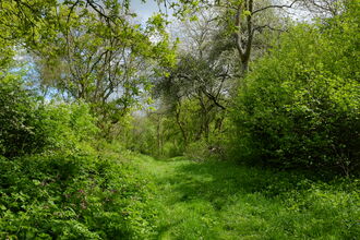 A lush green woodland in springtime, with a grassy ride cutting through the centre. Blue skies can be seen between the trees, and small pink flowers peak through the dense shrubbery which lies on both sides of the border of the ride.