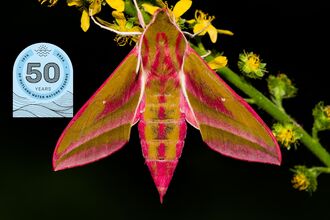 Moth - Elephant Hawkmoth - Donald Sutherland 