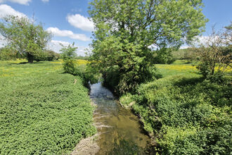 A river cuts through the centre of a verdant grassland, the sun shining to reveal rocks and plant life at the bottom of its waters. The skies are bright and blue with few clouds, and the fields host a variety of brush, tree, and a plethora of small yellow flowers which dominate the landscape. Trees and hedgerow in the far distance line the boundaries of the grassland.
