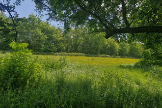 A verdant green field bursting with a plethora of plant life. The grassland is dominated by small yellow flowers under blue skies. Part of a tree comes into view from the righthand side of the photo, framing the field beyond. Sunlight bathes the view in a golden glow. A wooden fence can be seen in the distance, stretching across the entire length of the photo, and is lined with trees and more plant life.