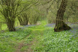 Woodland bathed in green, with a dirt track running through the centre of the woodland. Carpets of Bluebells and Wild Garlic are on either side of the track. A barbed wire fence is to the left past the trees, with grassland beyond, just out of frame.