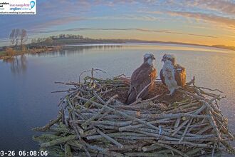 Photo of two ospreys on a nest at Manton Bay
