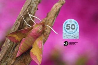 Elephant Hawk Moth 
