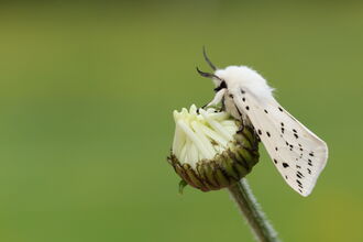 White ermine