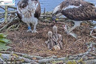 Two adult ospreys with three chicks and an unhatched egg
