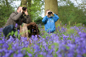 People and bluebells - Tom Marshall
