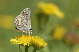 Common blue butterfly - Nick Upton