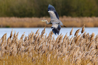 Grey heron flying lover over reeds and water