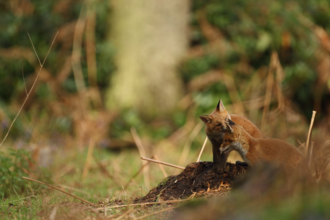 Two fox cubs, with one stood atop a mound of dirt licking the face of its sibling. The foxes are to the right of the image, with the background of greenery out of focus, and the foxes in focus.