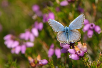 Silver-studded blue butterfly (Plebeius argus) worn male at rest on bell heather (Erica cinerea).