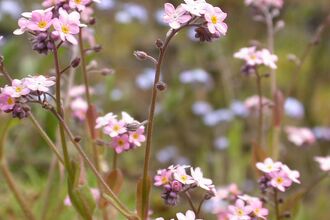 Pink Wood Forget-me-not flowers in bloom, with a blurred background of green vegetation and more Wood Forget-me-nots out of focus, which dot the background.