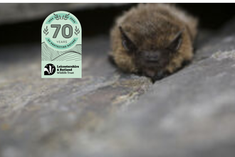 Common pipistrelle (c) Tom Marshall-15
