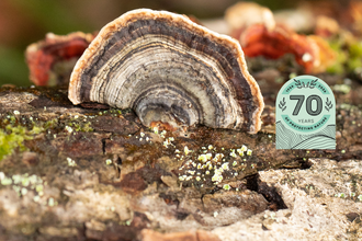 Caption: Turkeytail fungus closeup 3 - Coed Crafnant  Credit: Ben Porter (Nov 2022)- HIGH RES