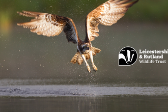 Osprey 