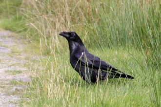 Raven
