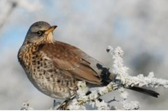 NatureSpot: John Cranfield, Stanford Reservoir, 07 December 2010