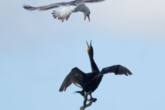 A cormorant on top of a branch with wings out and beak open looking up at a gull flying and looking down with beak open