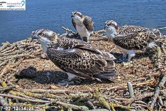 Three 2026 Manton Bay Nest chicks mid-season