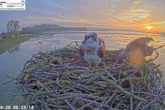 33 and Maya on the nest at sunset