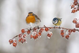 Birds