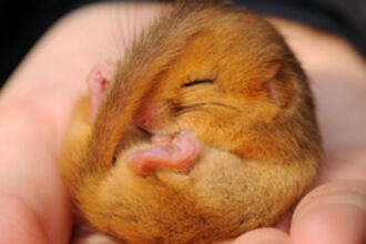 Caption Dormouse Credit Amy Lewis