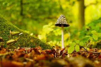 Magpie inkcap, Credit Logan Walker