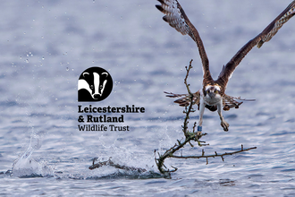 Osprey 