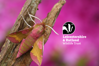 Elephant Hawk Moth 