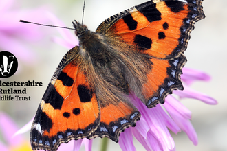 Small Tortoiseshell 